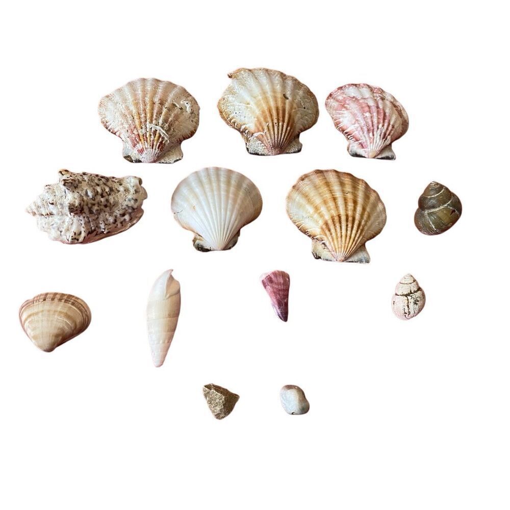 Lot of Sea Shells Conch Common Cockle Conus Decorations Beach Ocean Home Decor W
